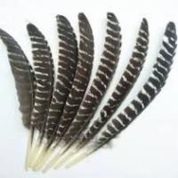 Plume naturelle 22-30cm / Natural Feather 22-30cm 